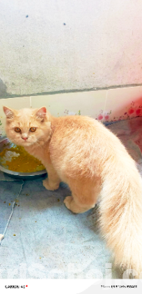 পার্সিয়ান ডাবল কোট